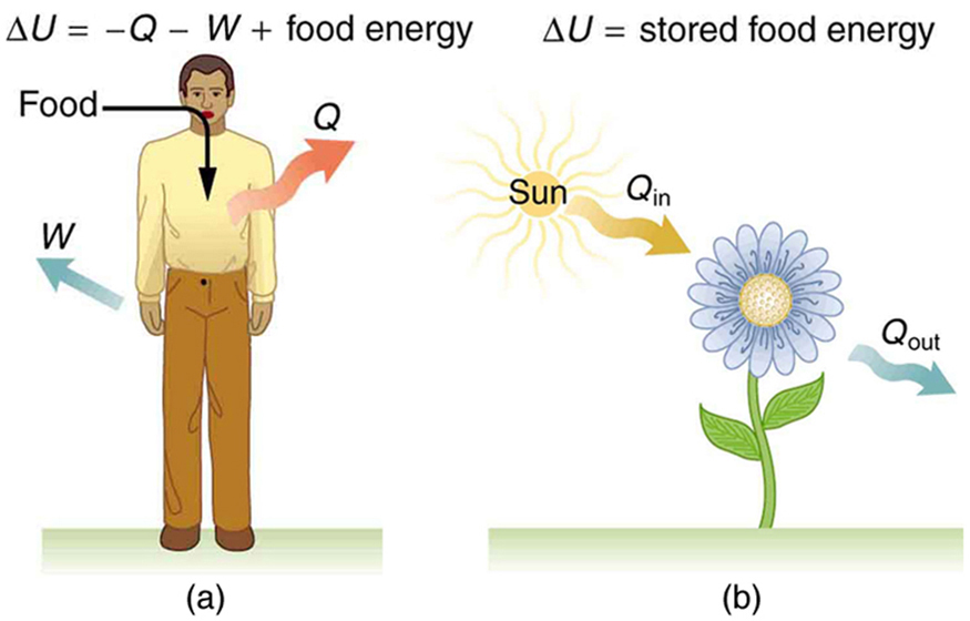 First law of thermodynamics: energy balance of a person (heat, work, food energy) and of a flower (solar heat in, heat out)