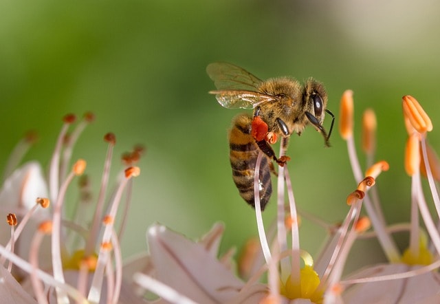 The Artificial Bee Colony algorithm mimics how honeybees find nectar